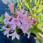 Azalka veľkokvetá (Azalea  Mollis) ´SOIR DE PARIS´ - výška 40-60 cm, kont. C1L 